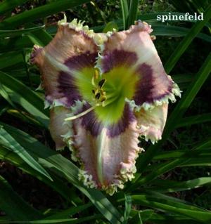 Spinefeld (Stamile-Pierce. G., 2012)